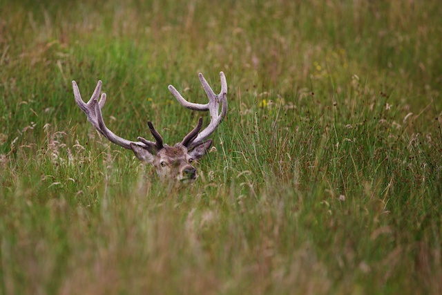 Day 2 was the opportunity for a walk to Inverie and beyond.  As we headed up the glen there was a herd of about 25 red deer just a couple of hundred metres from us.  Seprated from the main herd were a couple of young stags down in fairly long grass.  Not too difficult to get up close to.
