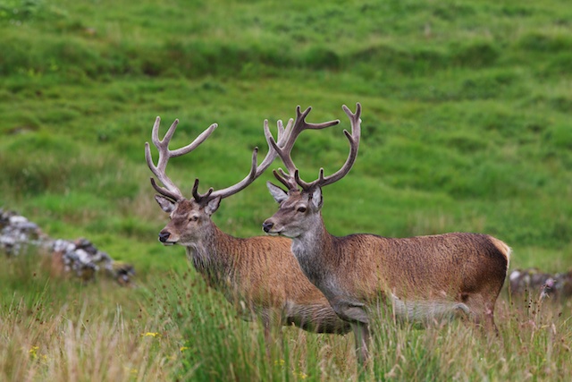 A fine pair of young stags.