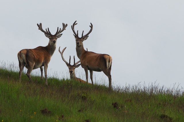 We were almost back when these three were spotted on a near by ridge line.  They didn't stay for long and being up wind they already had picked up my scent and were scottish.