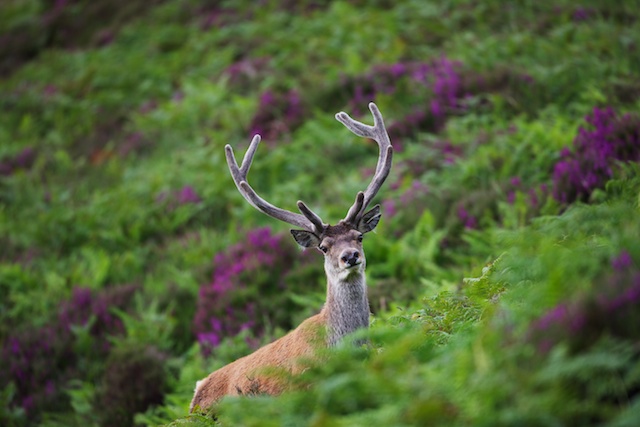 Further down though was another small group of stags in amongst the heather.