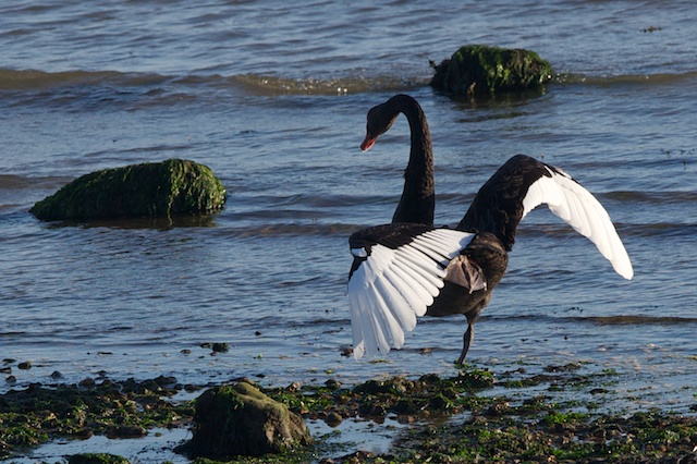 The Black Swan stretches its wings