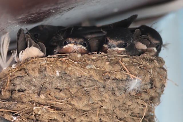 Chicks waiting patiently for mum at their nest under  the eaves of the Sleat Community Shop at Armadale