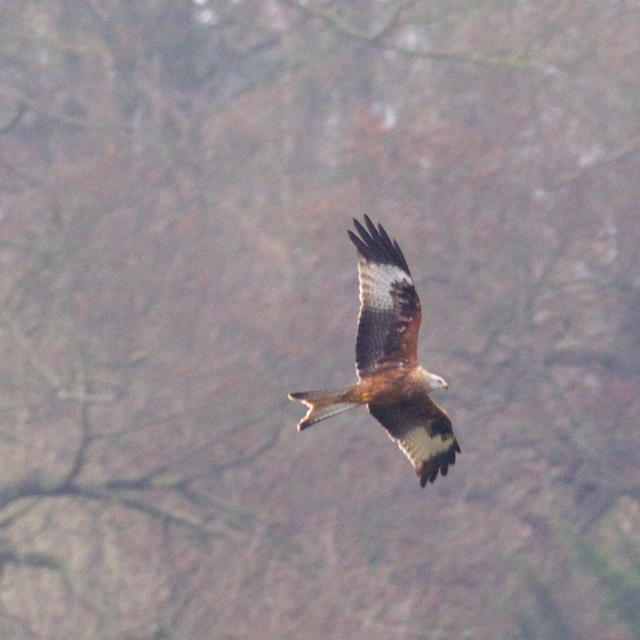 Consequently delayed getting to watch the Red Kites