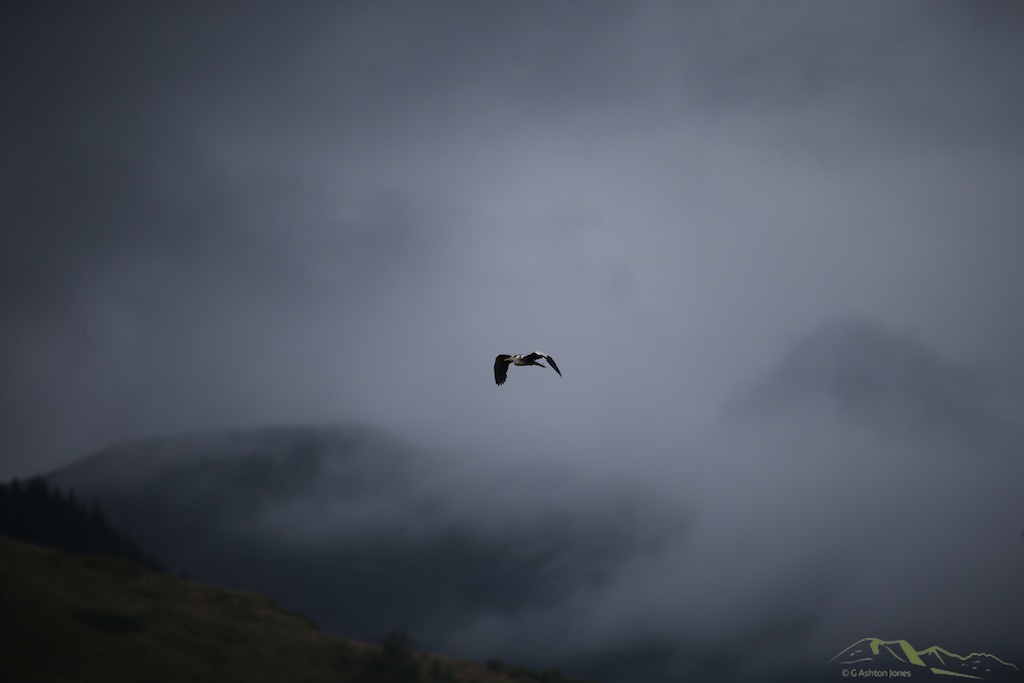 unlike the RAF, Herons fly in bad weather