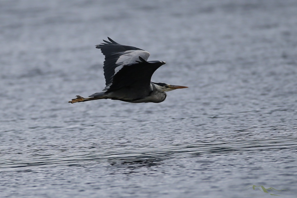 Fly Past - Heron Style