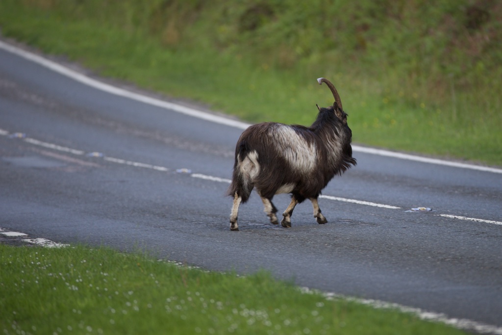 There are two areas that I regularly see wild goats - the Ardnamurchan peninsular and the A87 between Inverinate and Glen Shiel. For most they are either glimpsed briefly as they graze at the side of the road or they are the cause of you having to come to a stand still as them casually amble across the busy main road to Skye.