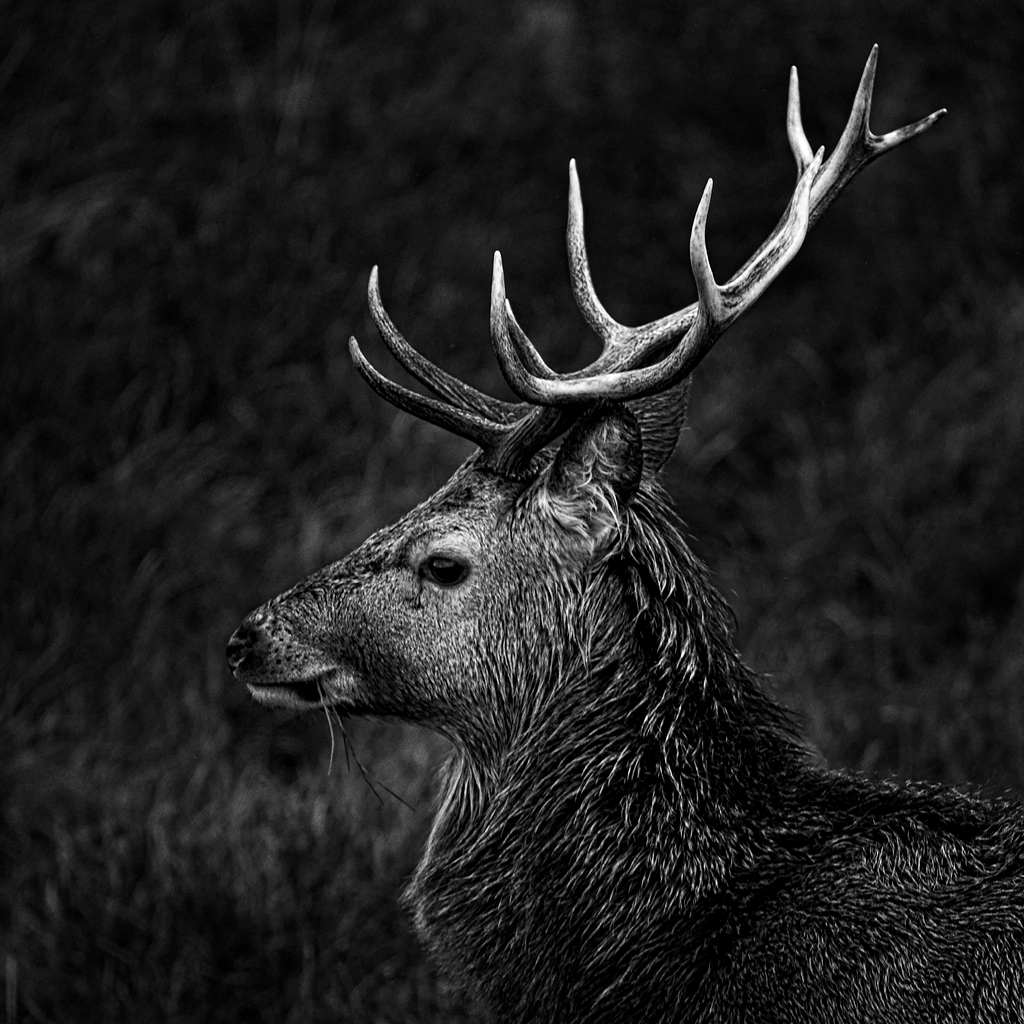 Red Deer - Majestic Even When Wearing Their 'Scruffs' - Part One ...